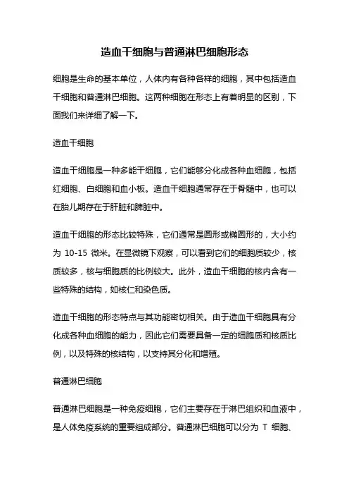 造血干细胞与普通淋巴细胞形态