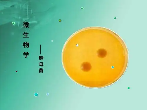 酵母菌简介