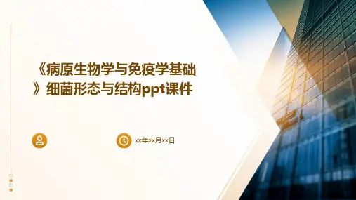 《病原生物学与免疫学基础》细菌形态与结构ppt课件