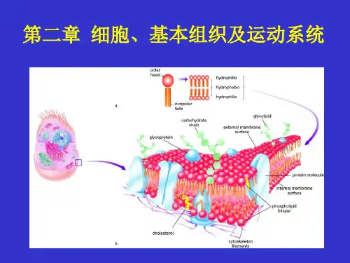 人体解剖学人体的基本组成