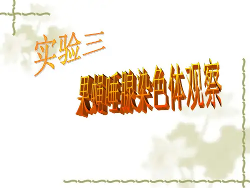 实验4 果蝇唾腺染色体