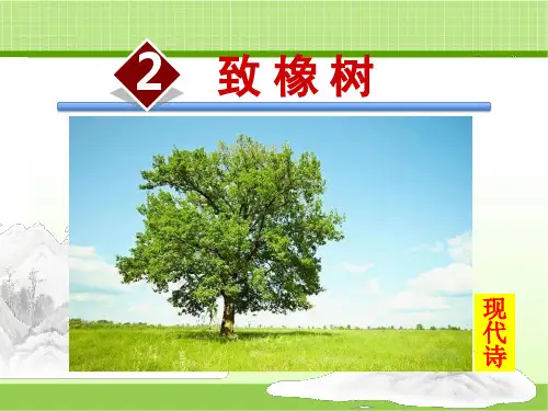 语文版九年级上册 2.致橡树【课件】(新版)