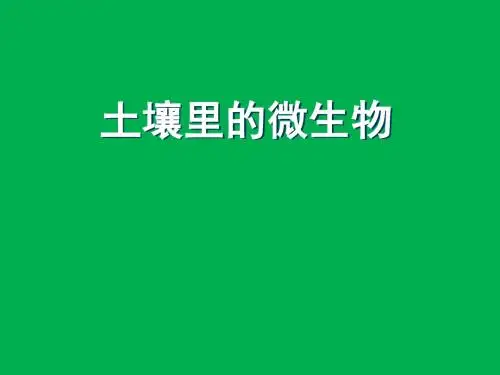13.2《土壤里的微生物》课件ppt新苏科版初一生物下册