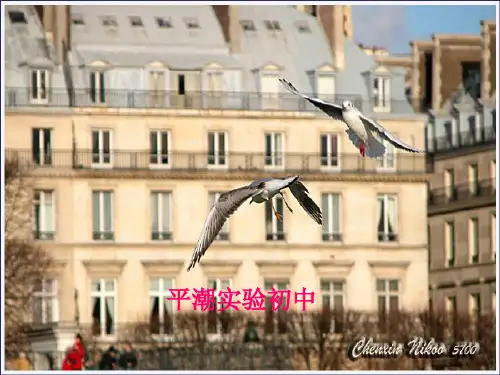 《都市精灵》：19页PPT课件
