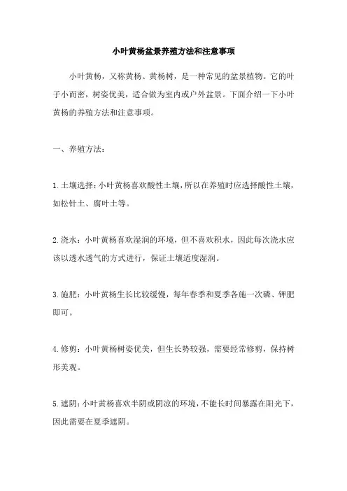 小叶黄杨盆景养殖方法和注意事项