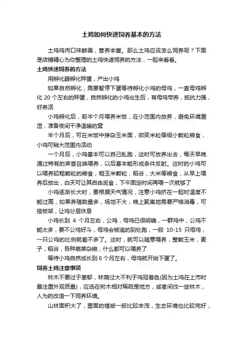 土鸡如何快速饲养基本的方法