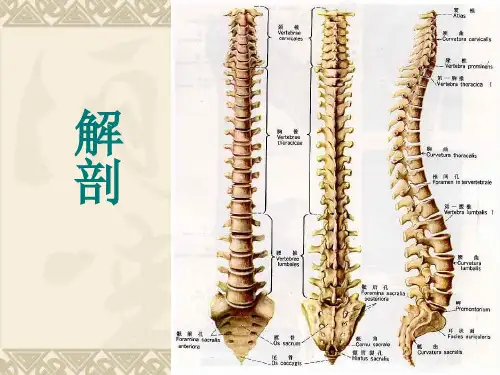 脊髓解剖