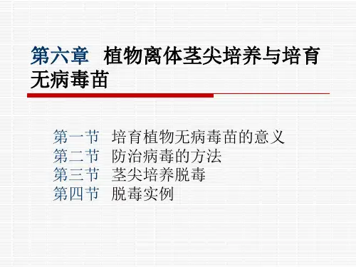 (第五章)第六章  植物离体茎尖培养与培育