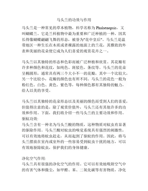 马头兰的功效与作用