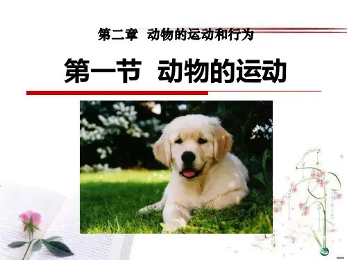 《动物的运动》动物的运动和行为PPT课件  图文