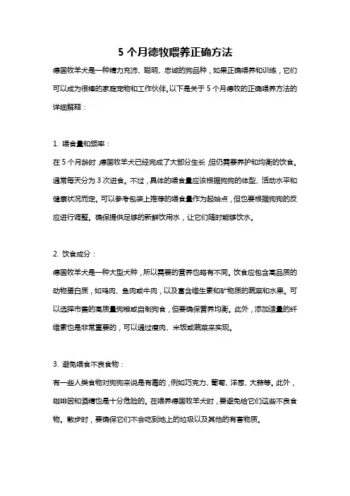 5个月德牧喂养正确方法