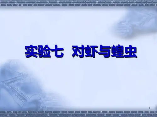 对虾解剖