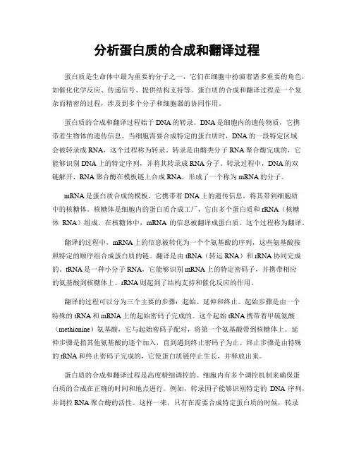 分析蛋白质的合成和翻译过程