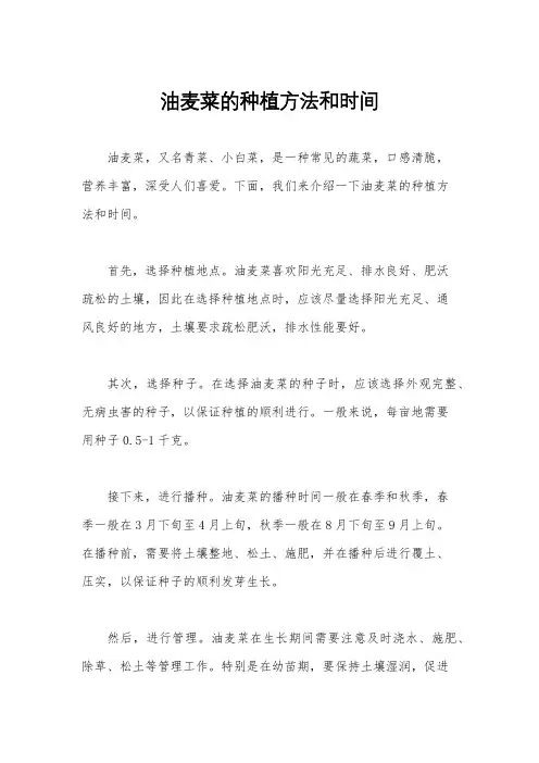 油麦菜的种植方法和时间