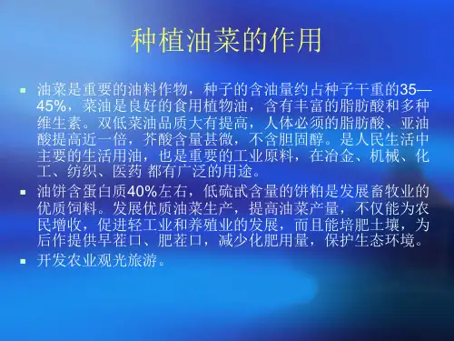 油菜栽培技术