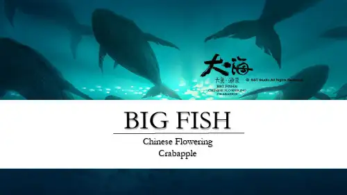 2016动画电影大鱼海棠英文介绍课件