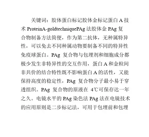 胶体金标记蛋白A技术(ProteinA-goldtechnique,PAg法)
