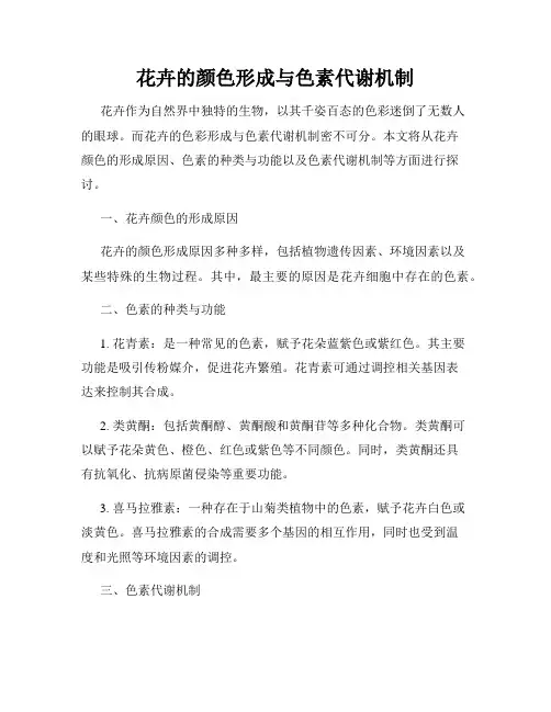 花卉的颜色形成与色素代谢机制