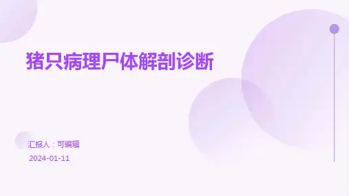 猪只病理尸体解剖诊断