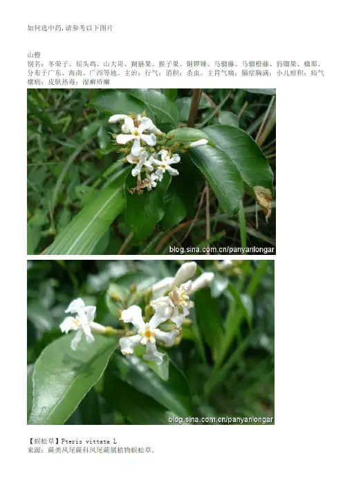 中药参考图片