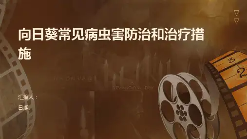 向日葵常见病虫害防治和治疗措施