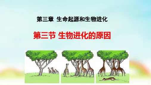 人教版八年级下册生物生物进化的原因课件