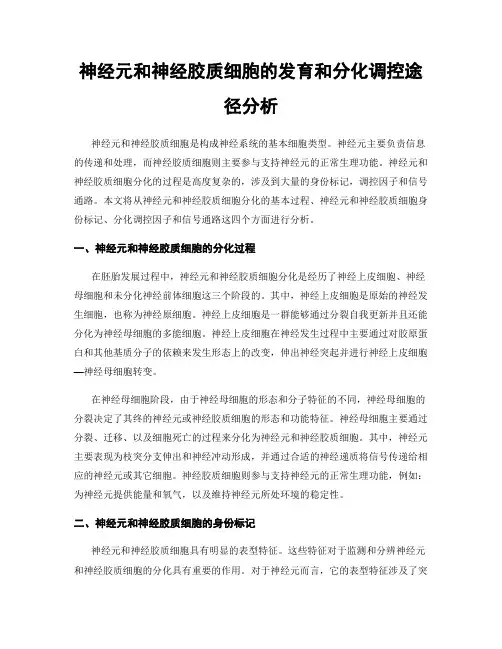 神经元和神经胶质细胞的发育和分化调控途径分析