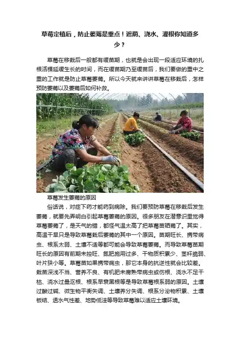 草莓定植后，防止萎蔫是重点！遮荫、浇水、灌根你知道多少？