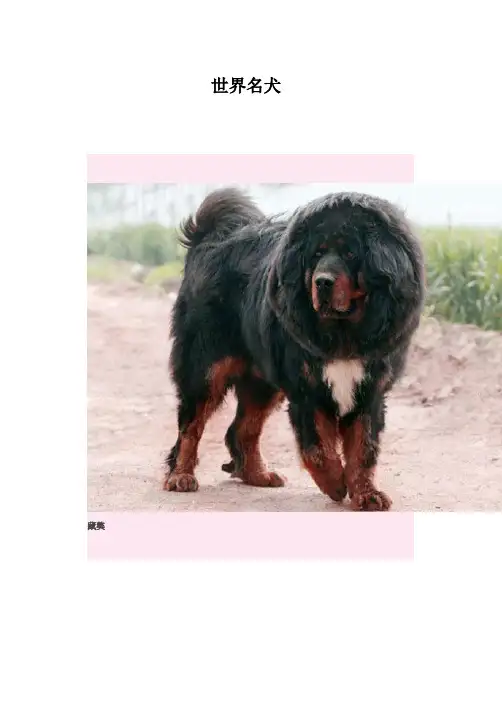 (精选)世界名犬20982