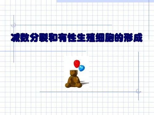 减数分裂与精子形成过程 (共33张PPT)