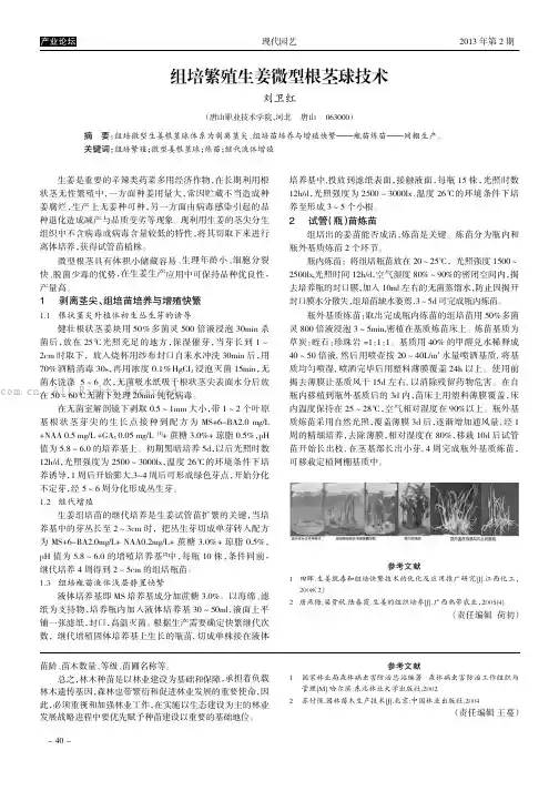 组培繁殖生姜微型根茎球技术  
