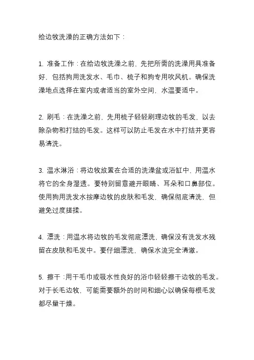 给边牧洗澡的正确方法？