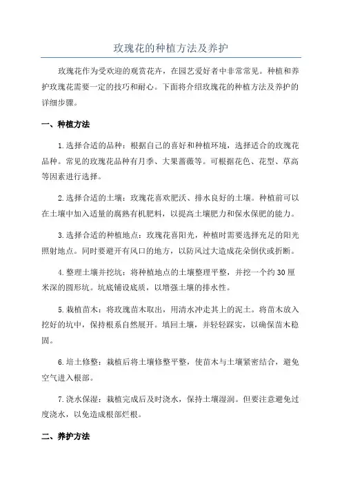 玫瑰花的种植方法及养护