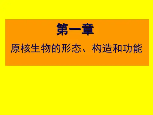 原核细胞型微生物(3)