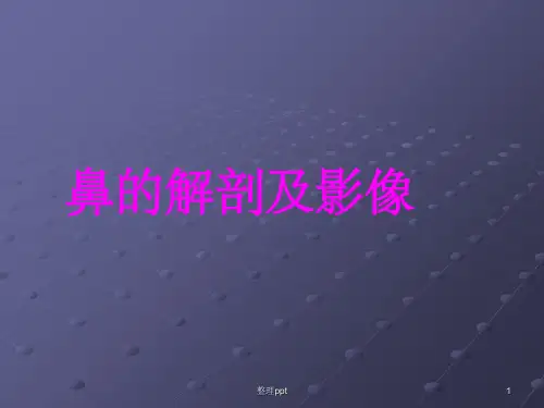 鼻的解剖断层