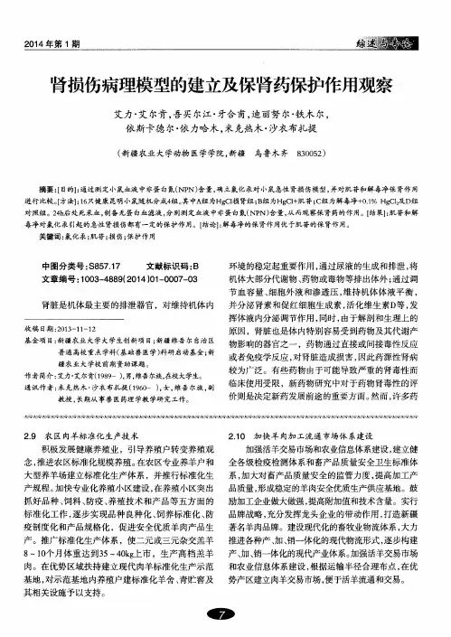 肾损伤病理模型的建立及保肾药保护作用观察