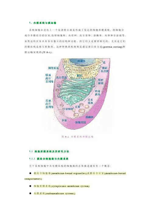 内质网和高尔基体