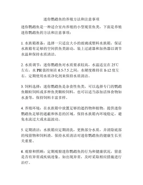 迷你鹦鹉鱼的养殖方法和注意事项