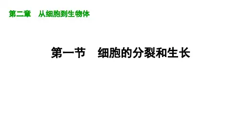 2.2.1细胞的分裂和生长课件(共19张PPT)2024-2025学年鲁科版生物六年级上册