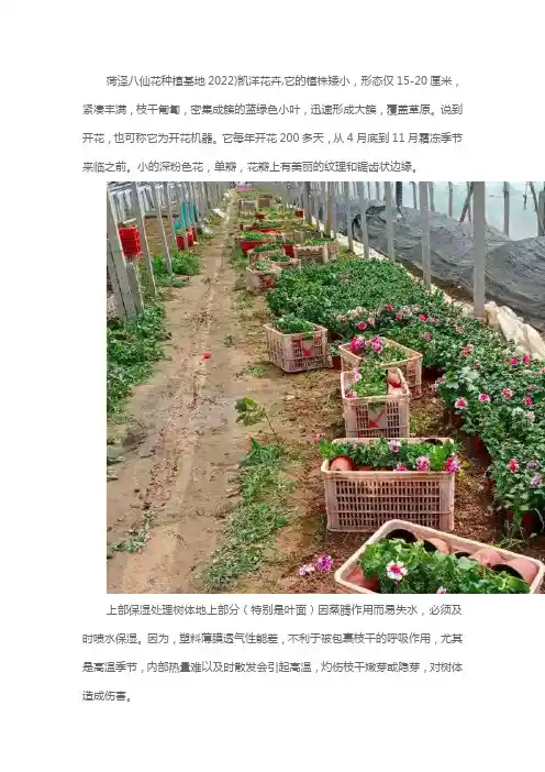 菏泽绿化用八仙花