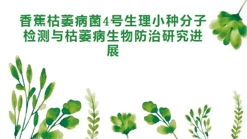 香蕉枯萎病菌4号生理小种分子检测与枯萎病生物防治研究进展