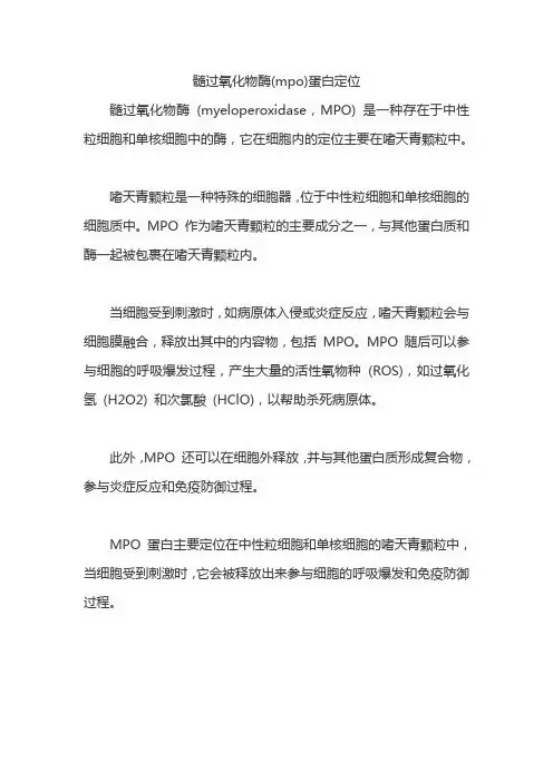 髓过氧化物酶(mpo)蛋白定位