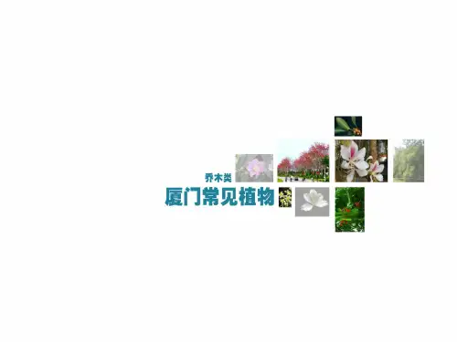 福建厦门常见植物 乔木类