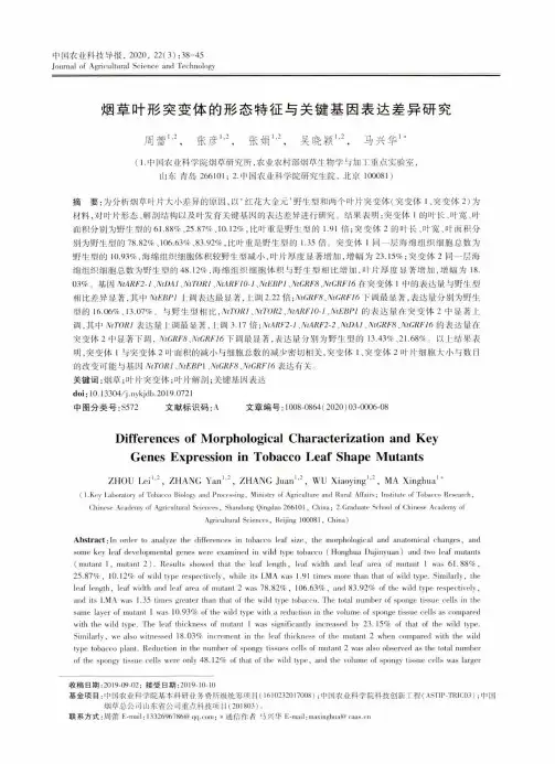 烟草叶形突变体的形态特征与关键基因表达差异研究