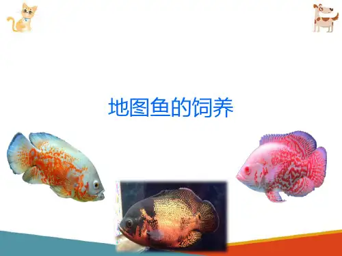 观赏鱼的饲养—观赏鱼的饲养管理