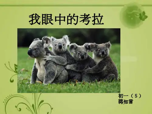 珍稀动物考拉的ppt