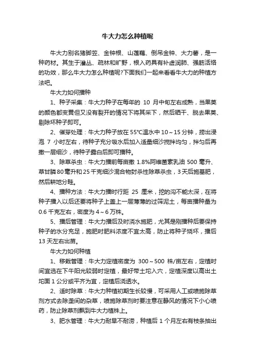 牛大力怎么种植呢