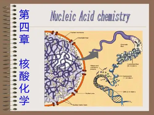 核酸化学-PPT课件