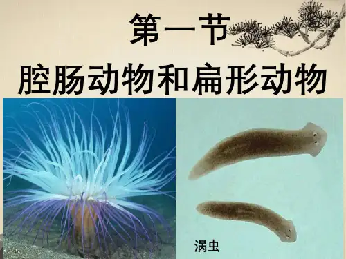 八年级生物上册第一章第一节腔肠动物和扁形动物