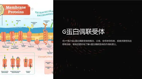 《G蛋白偶联受体》课件